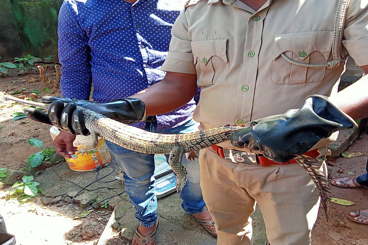 Endangered gharial croc stuck in fishing net rescued