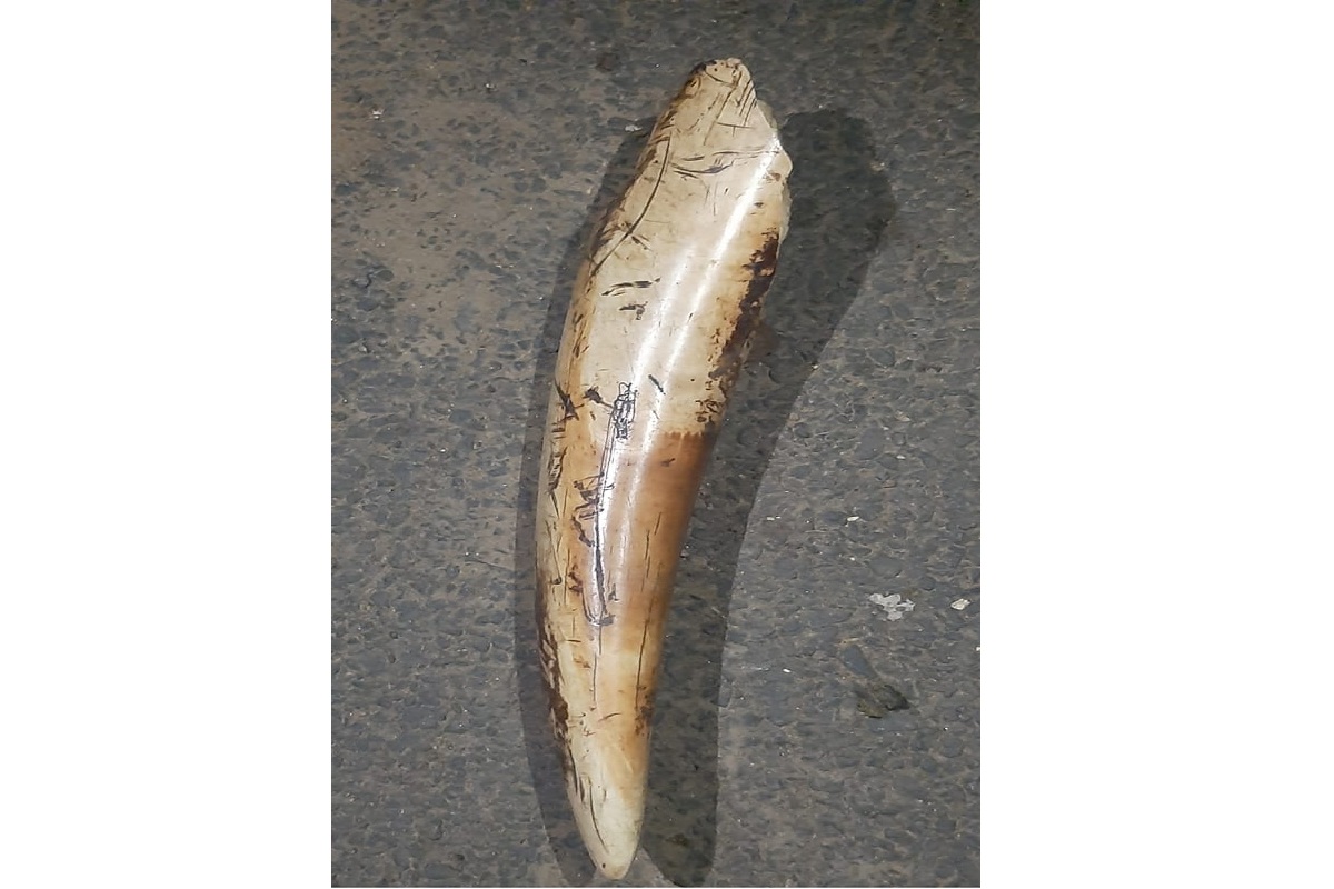 Odisha STF seizes elephant tusk, arrests one