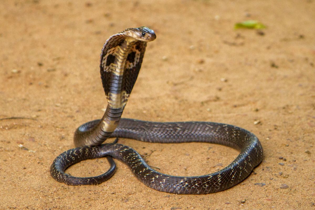 BSF seizes suspected snake venom on South Dinajpur border
