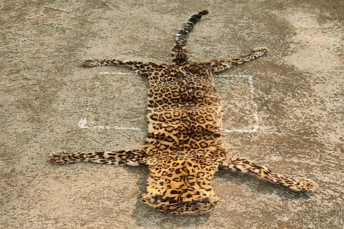 Odisha STF seizes leopard skin, arrests two wildlife criminals