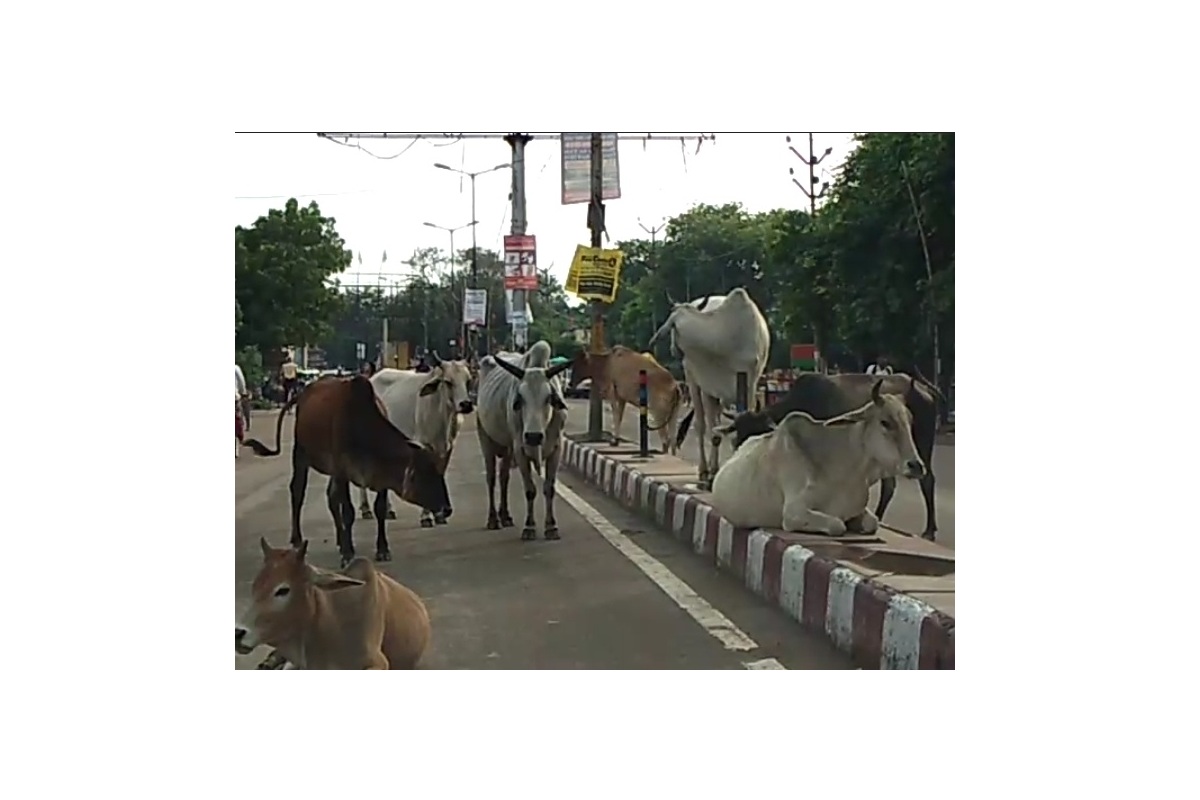 UP asks farmers to use stubble to feed stray cattle