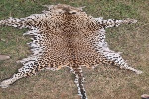 Odisha STF seizes leopard skin, arrests two wildlife criminals