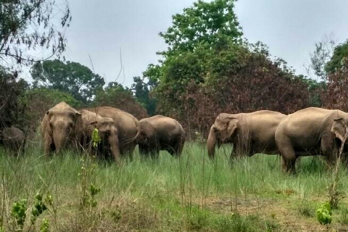 Elephant herds pose threat to human lives in Bankura