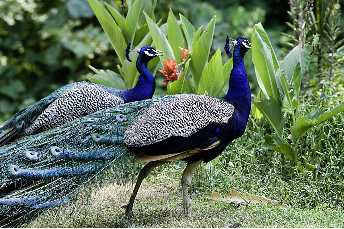 2 peacocks found dead in UP, probe indicates pesticide poisoning