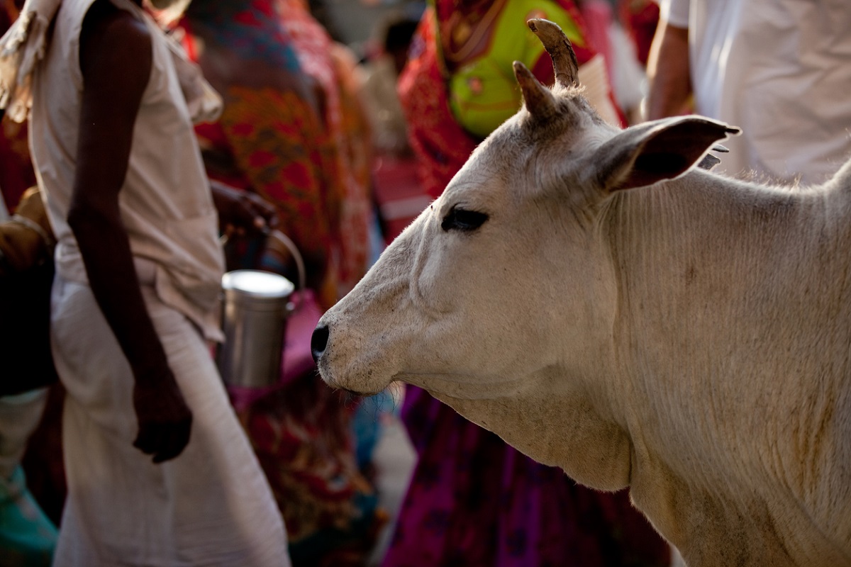Mann condemns killing of cows in Hoshiarpur