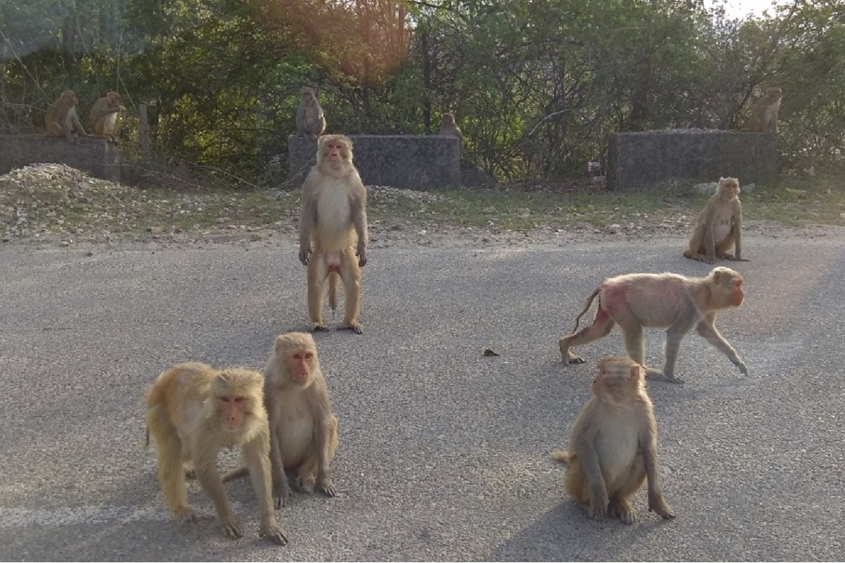 Wildlife department launches drive to keep monkeys away from highways