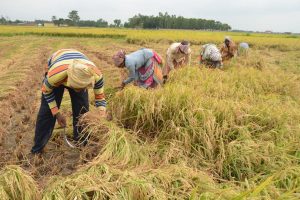 Untimely showers spell disaster for paddy growers; 40 pc crop damaged in Burdwan (E)