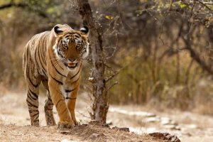 Another tiger dies in MP, toll mounts to 40