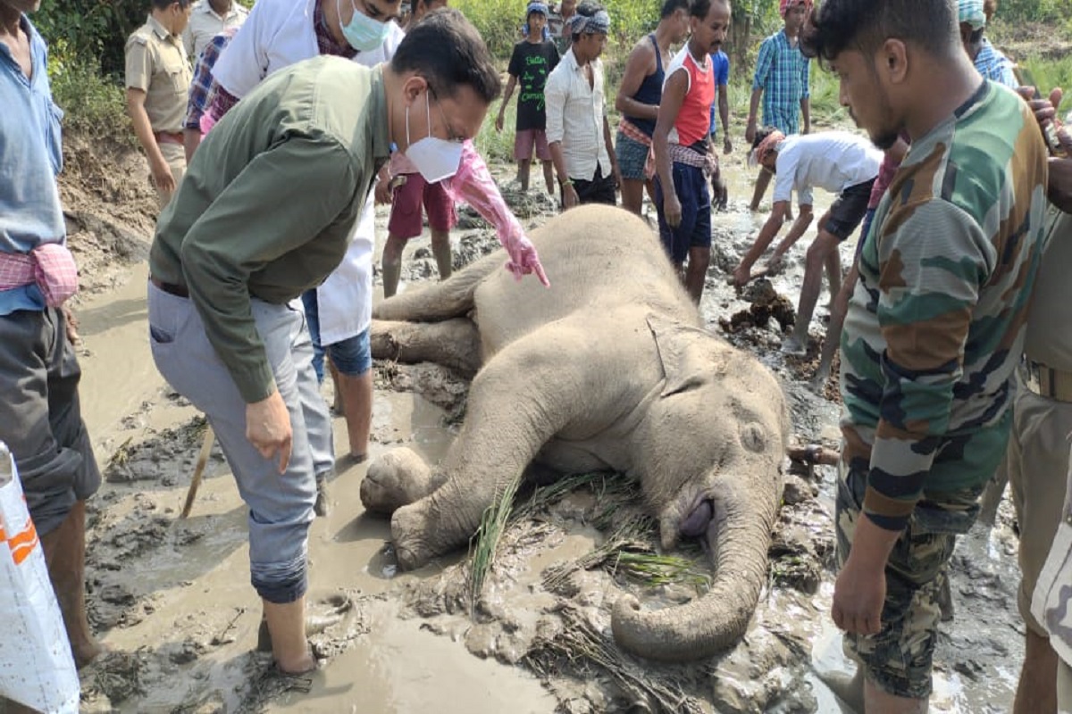 Carcass of juvenile tusker spotted in Odisha