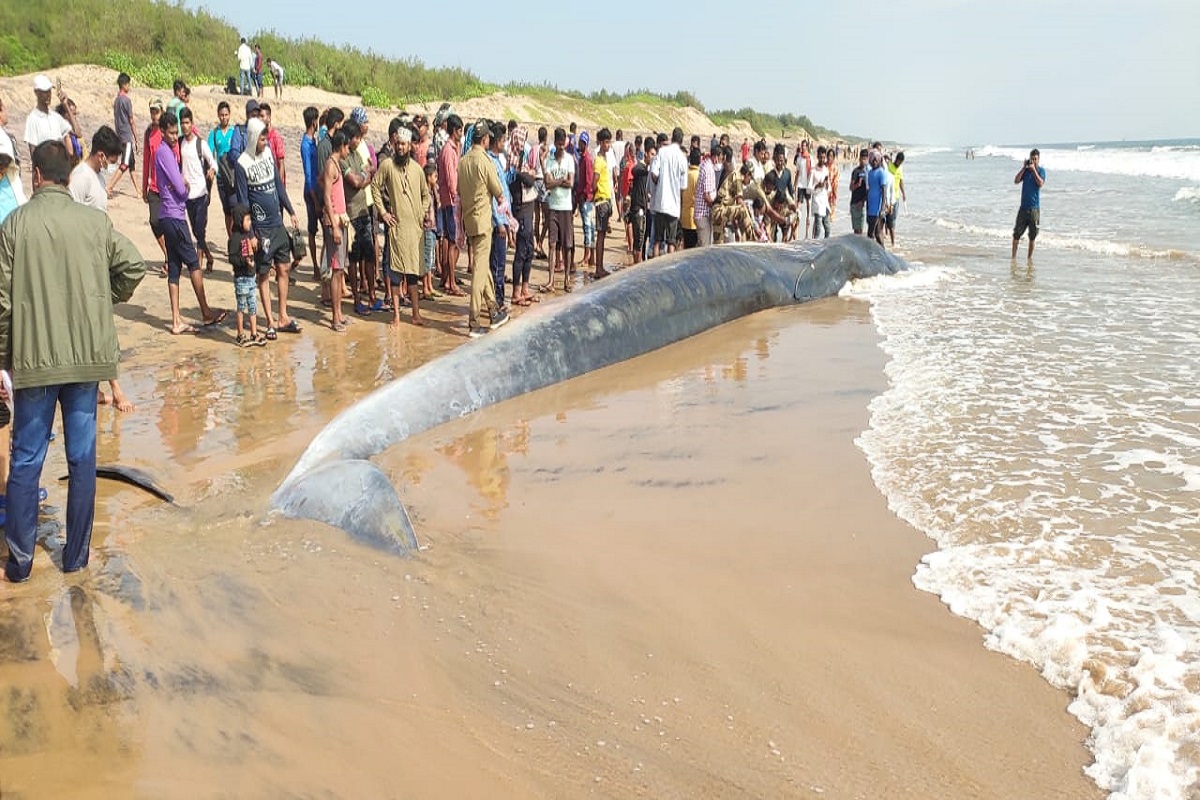 critically endangered whale, Chilika Wildlife Division, Odisha