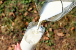 Milk’s packaging influences its flavour: Research