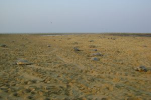 DRDO turns off bright light at Wheelers’ Island to protect Olive turtles