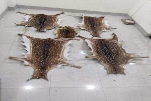 Two wildlife criminals held with deer skins