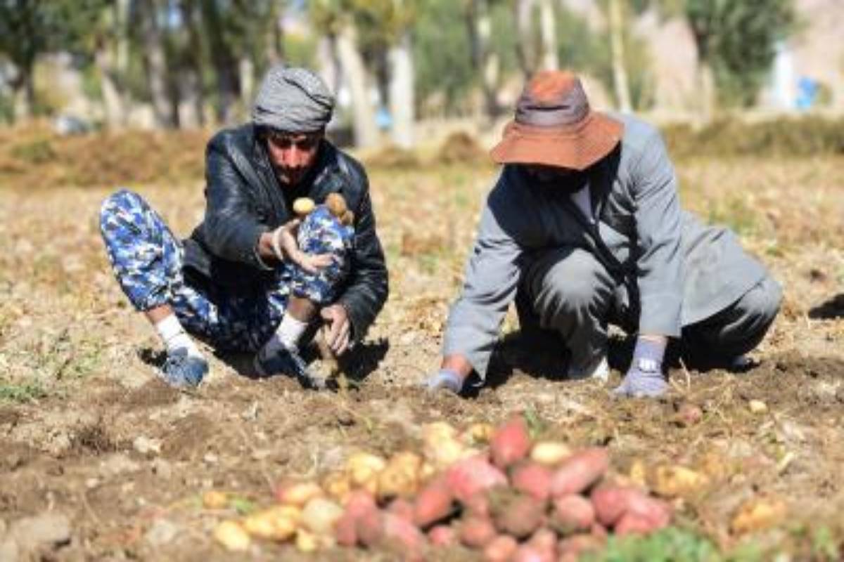 Farmers in Afghanistan’s Kunduz voice concern over drought, seek help