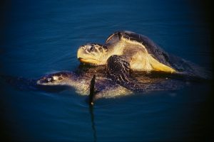 Seawaters play host to mating pairs of Olive turtles