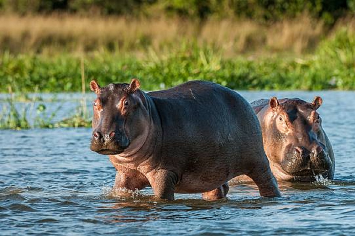 2 Belgian zoo hippos infected with Covid