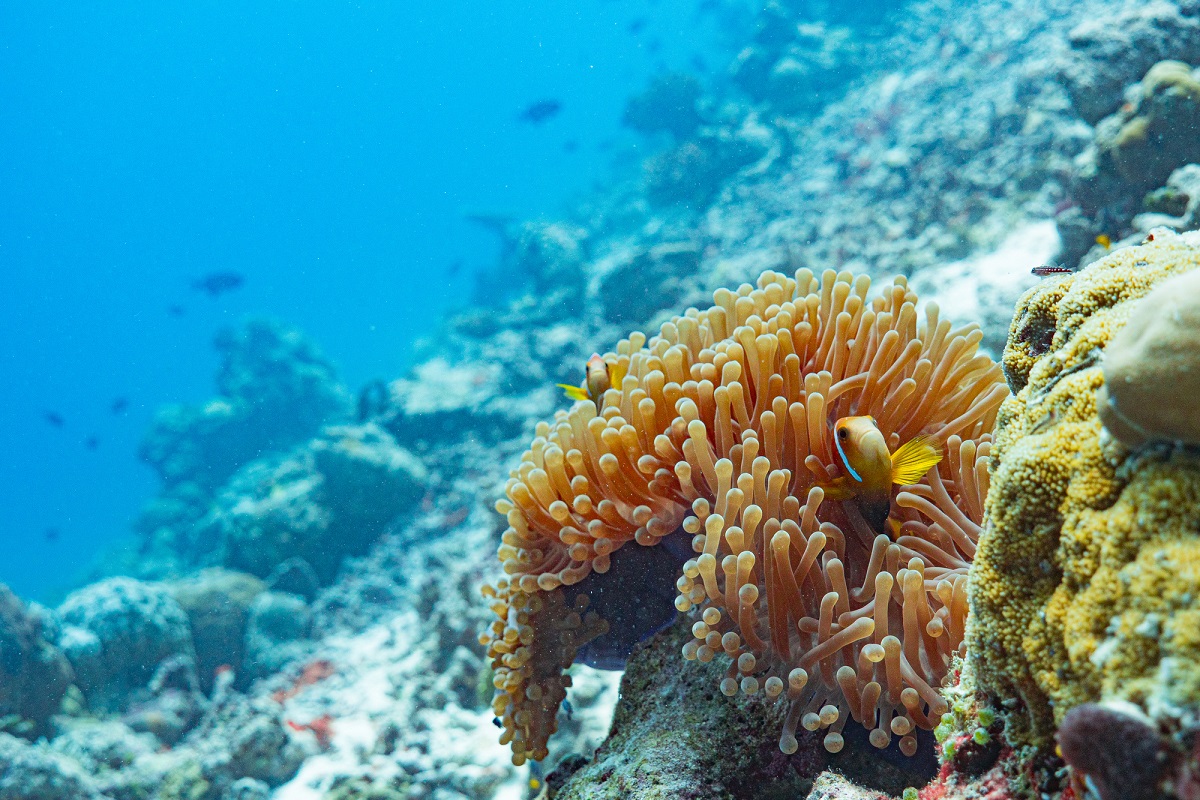 Israeli researchers develop way to harvest electrical current from seaweed