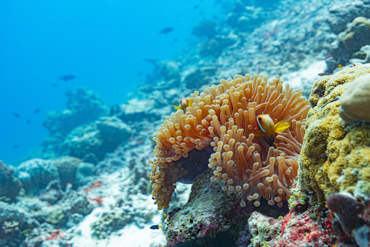 Edible Marine Algae, Coronavirus Spread, Tel Aviv University (TAU)