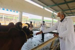 Animal Husbandary Minister flies to Pune to meets India’s ‘Vicky Donor’ Cows