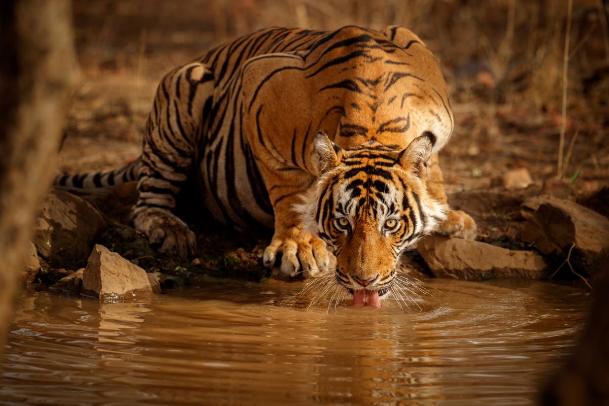 Forest officials manage to trap strayed tiger