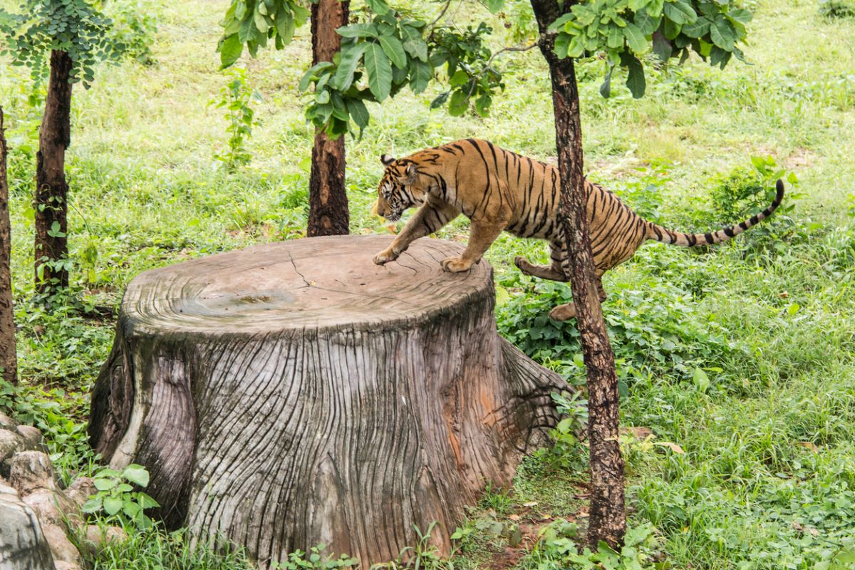 India must step up efforts to reduce deforestation