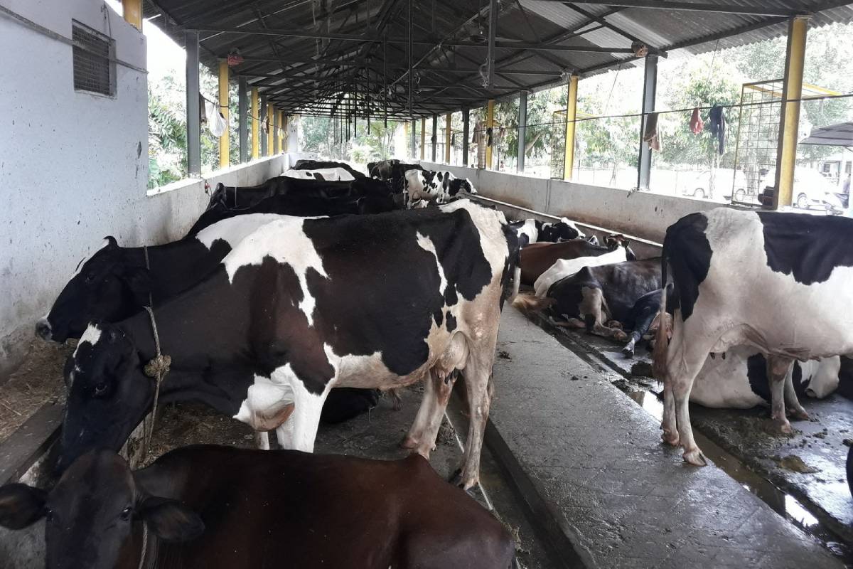 What happened to the cows? - The Statesman