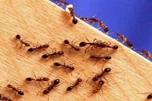 Home remedies to get rid of ants