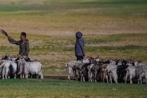 Ladakh administration rushes fodder for Pashmina goats in Changthang