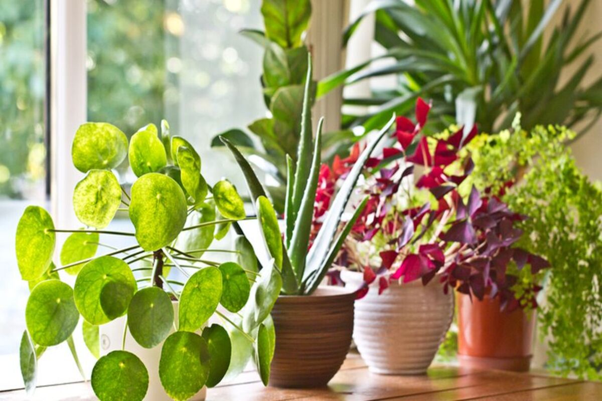 These houseplants will surely bring good to your house and life