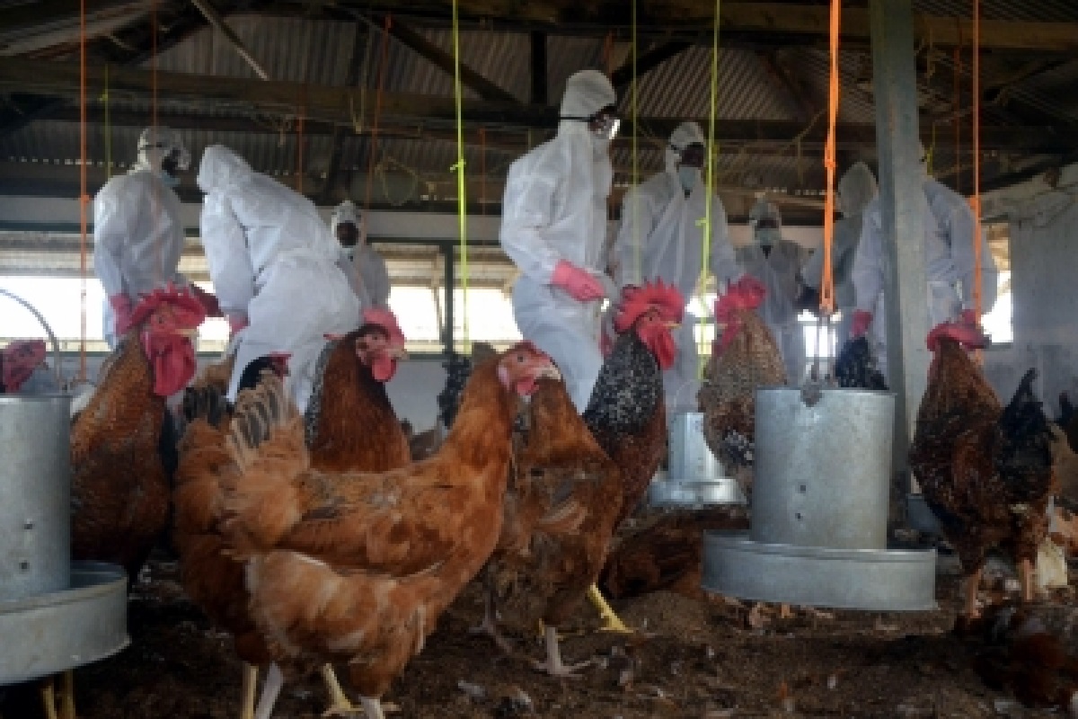 107,000 turkeys infected with bird flu in Israel