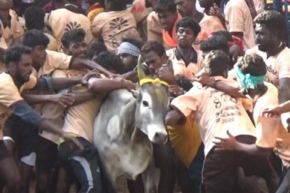 Jallikattu: Bull tamers want govt to provide jobs