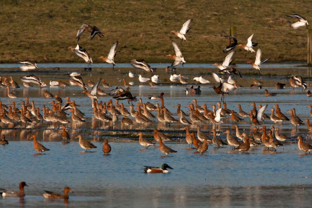 Wetlands in China see over 550,000 migratory birds