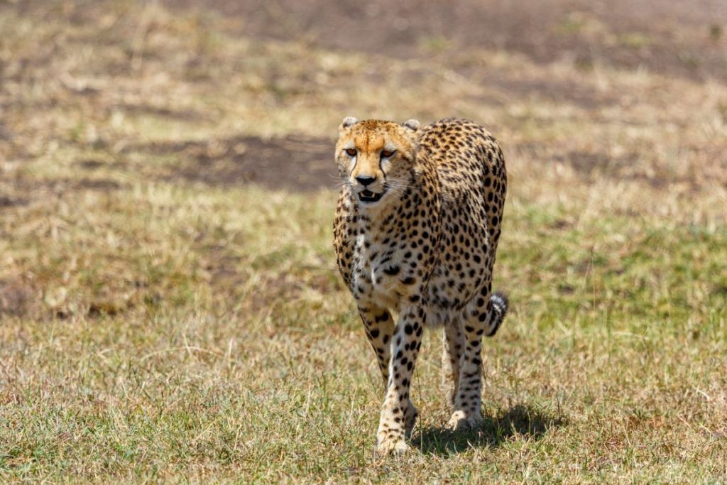 Kuno Cheetahs make their first hunt a day after shifting to large enclosure
