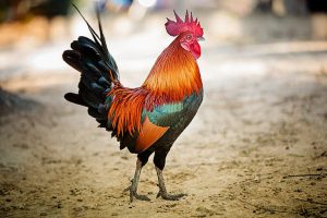 Enforce cockfighting ban, Centre tells Andhra as PETA cries foul