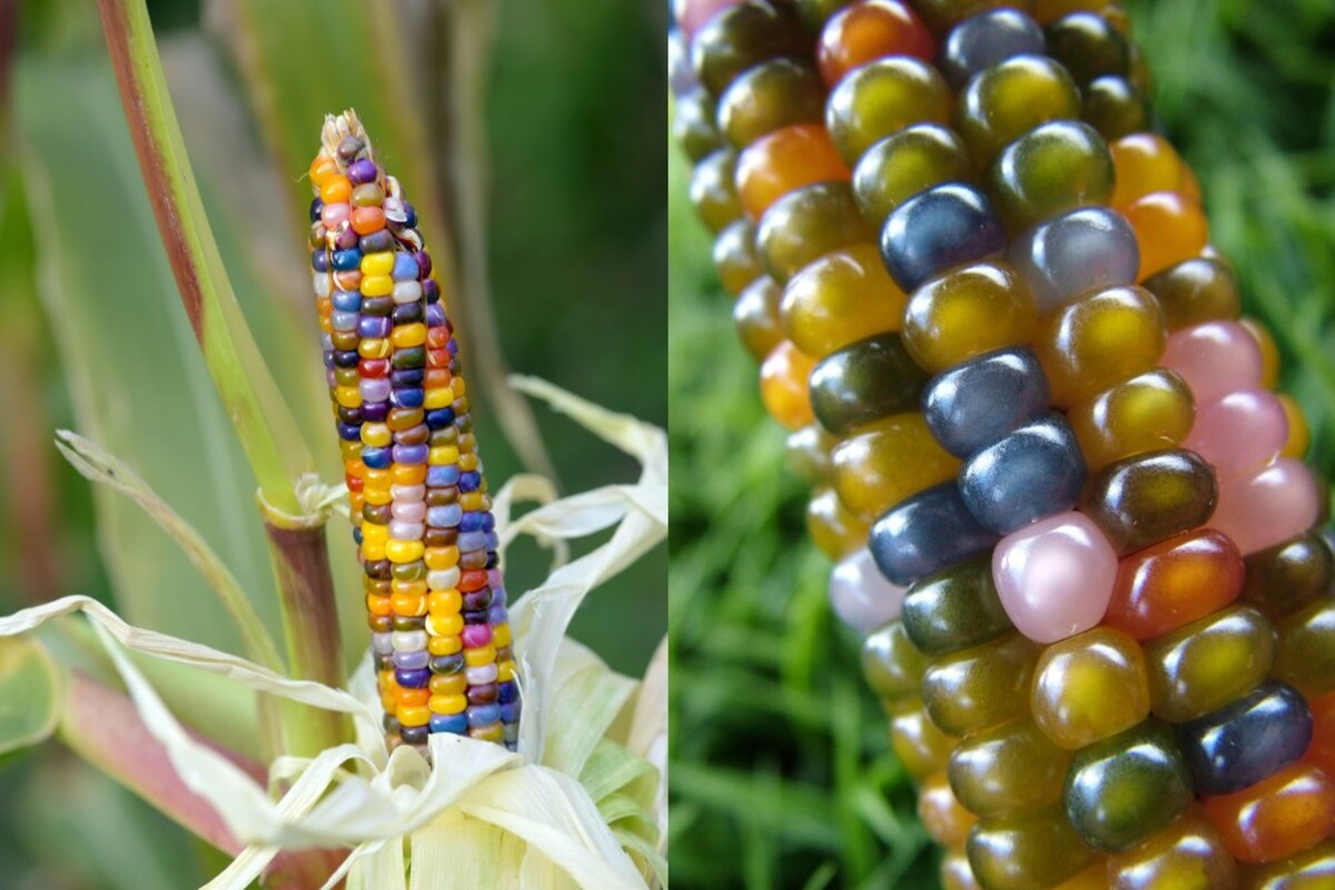 Do you know about Glass Gem Corn?