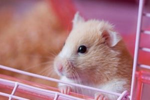 Hamsters can infect humans with Covid: Study