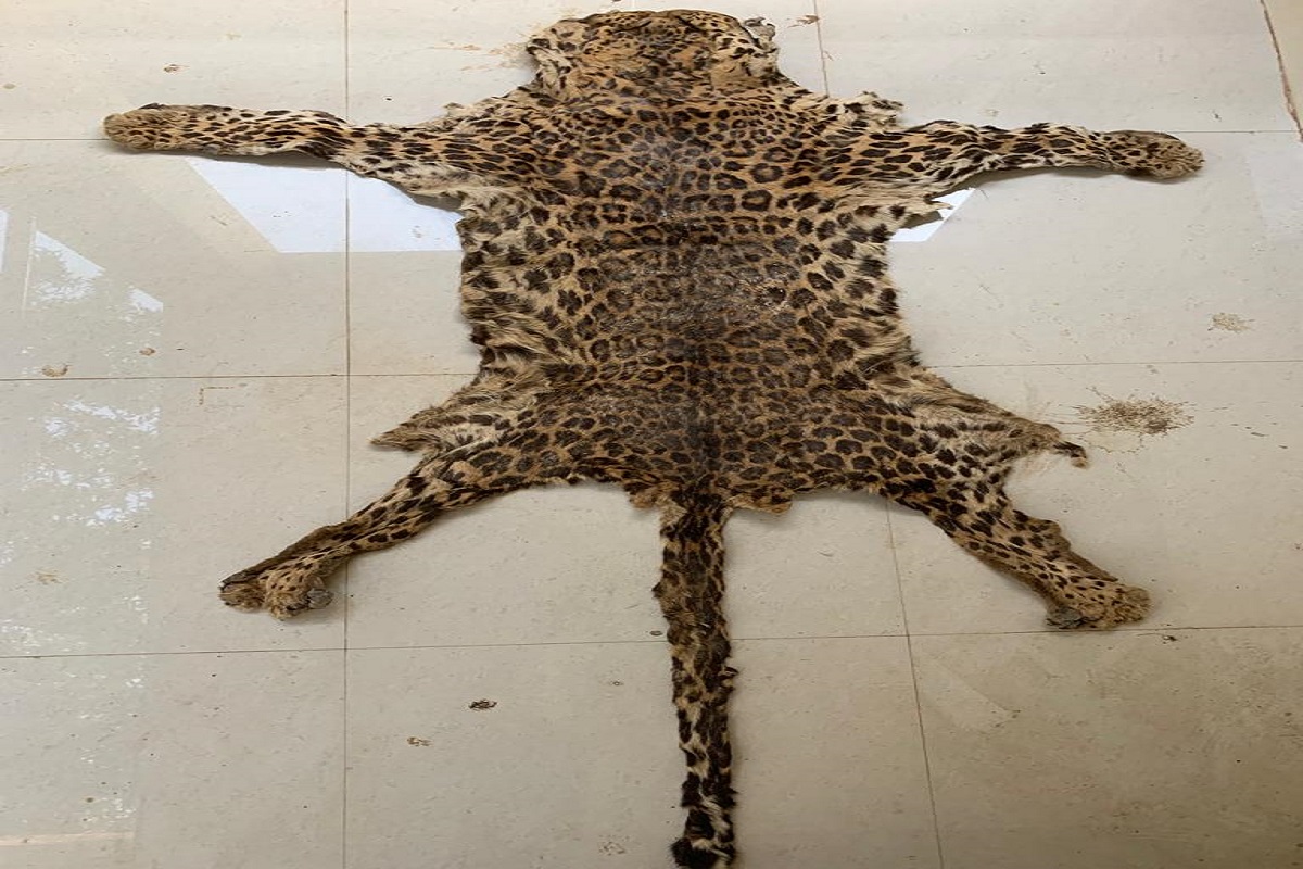 STF, Odisha, leopard
