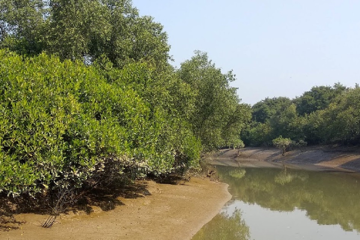 forest, mangrove, Odisha