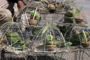 BSF rescues 140 parrots from clutches of smugglers on India-Bangladesh border