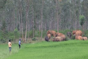 Man-elephant conflict reaches flashpoint in Odisha as government’s mitigation plan found wanting