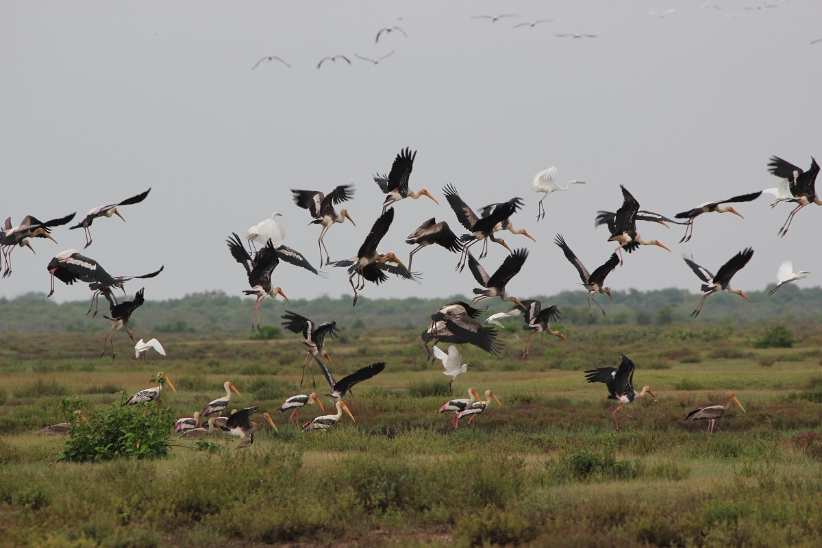 Bhitarkanika, migratory birds