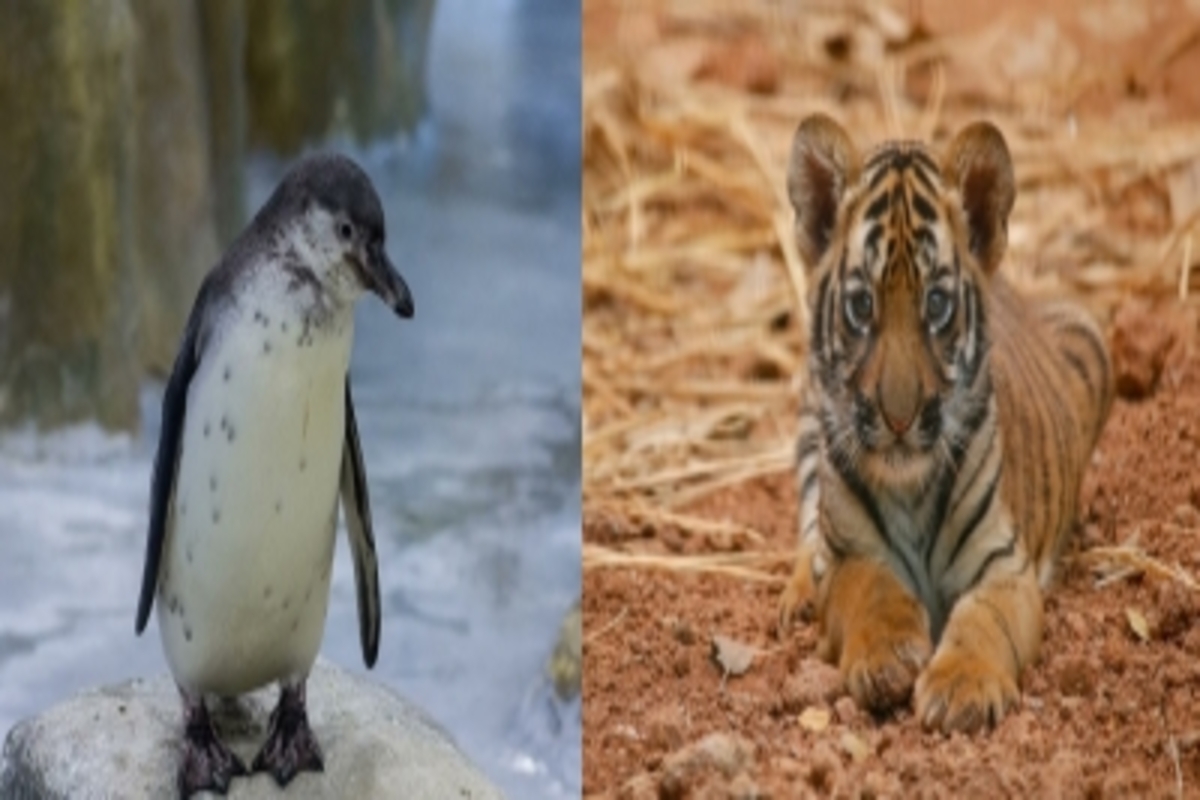 An infant Royal Bengal tiger cub and a Humboldt penguin chick joined the Mumbai Zoo this week