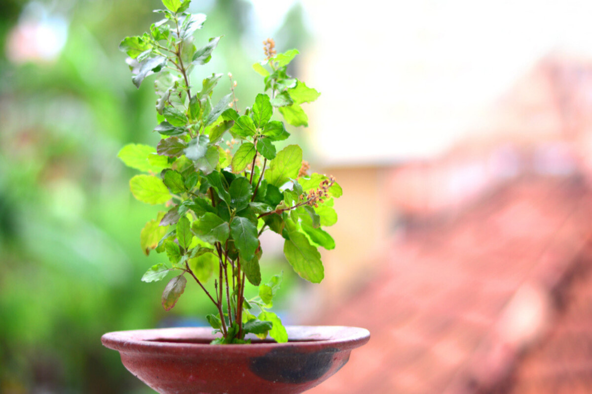 Hidden health benefits of tulsi that you must know