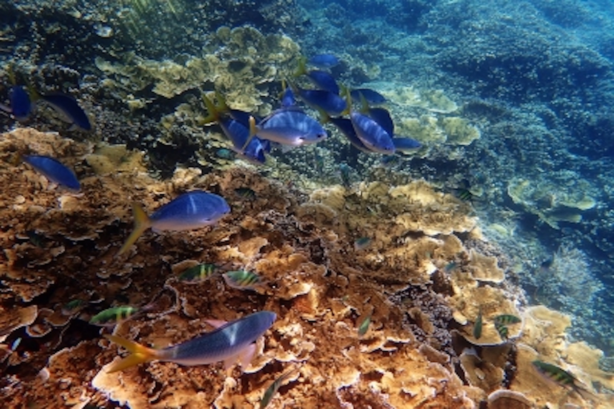 Aussie scientists define new bright blue octocoral species