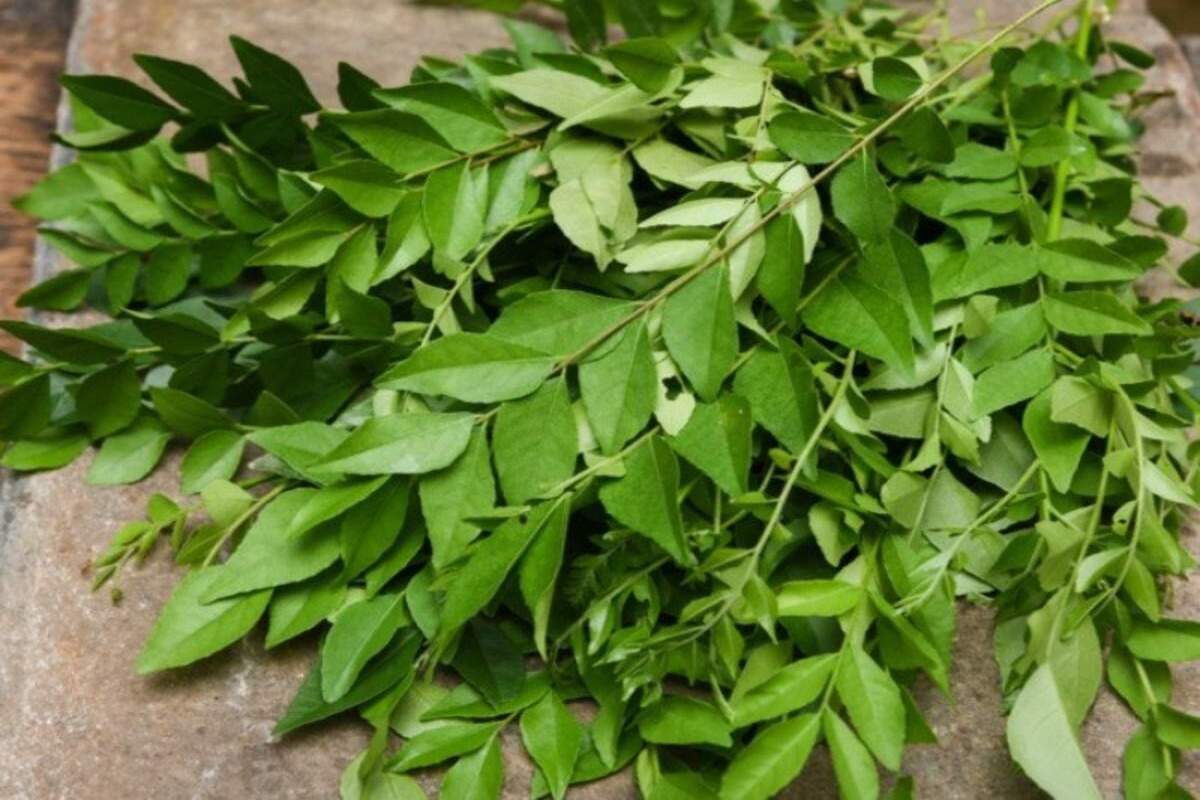 7 Surprising Benefits of Curry Leaves For Hair Growth! | Hair mask for  growth, Avocado hair mask recipe, Natural hair regrowth