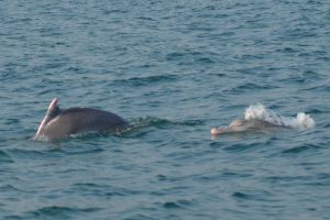 156 endangered Irrawaddy dolphins sighted at Chilika lake
