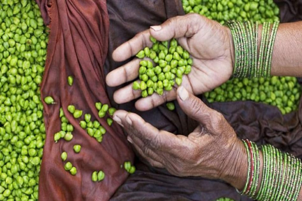 Here are reasons why Green Chana is the best desi seasonal superfood