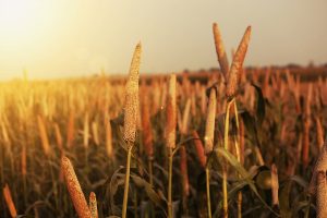 Centre formulates plan to promote exports of millets