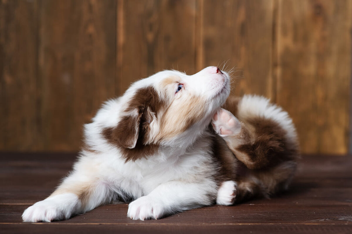 Five natural ways to soothe your pet’s itchy skin