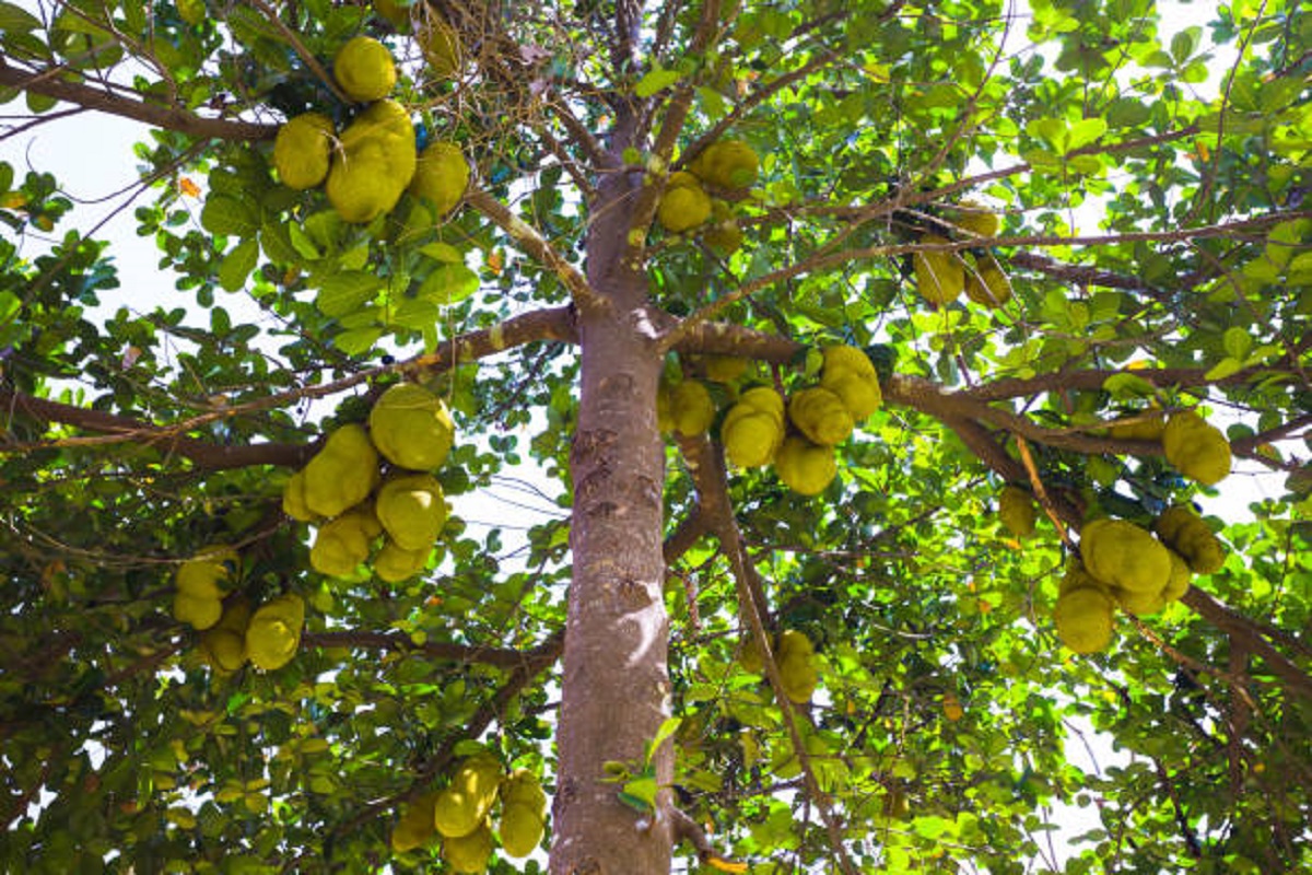 Odisha moves to promote jackfruit cultivation & processing